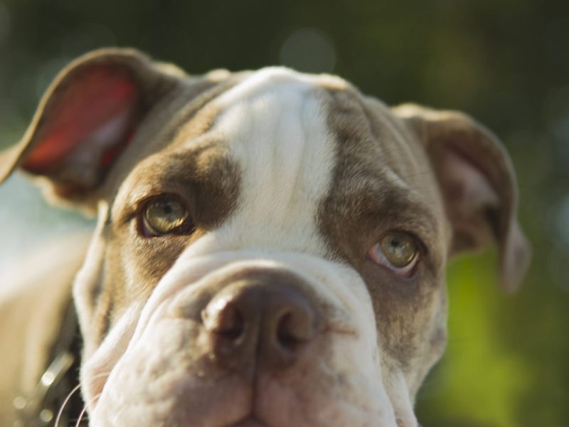 Dogge