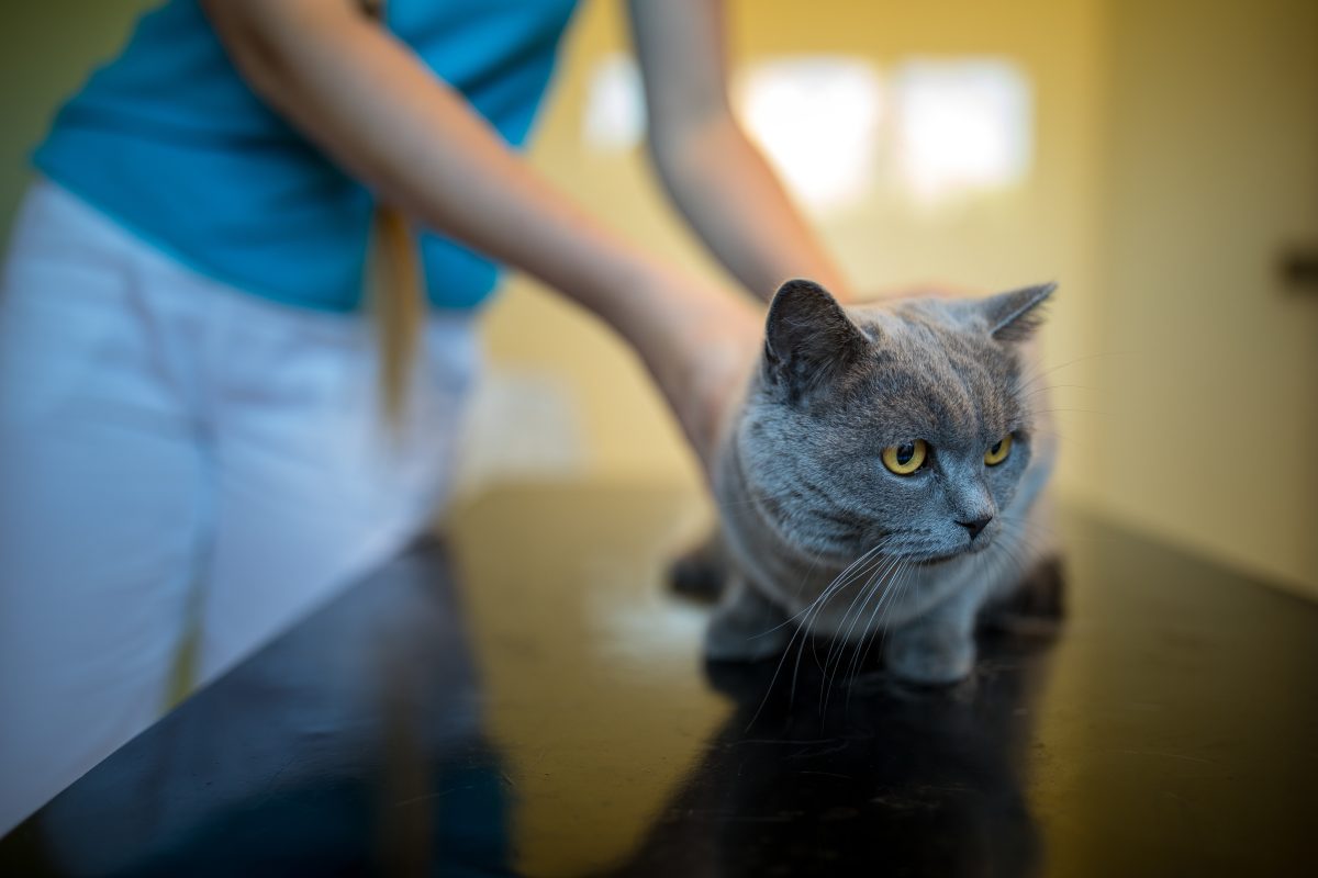 Das Tierheim Bochum musste eine kranke Katze aufnehmen. (Symbolfoto)