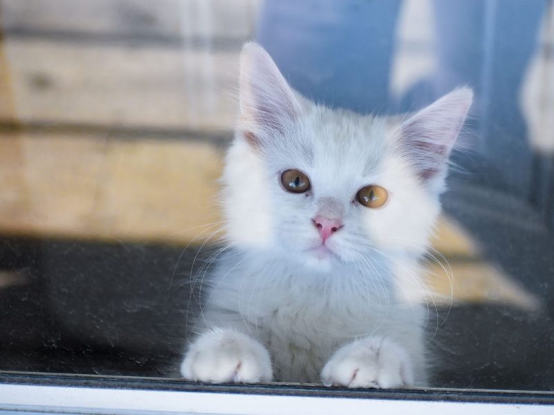 Tierheim Essen mit Hilferuf! Katze mit toten Kitten im Bauch – ihr Schicksal ist kein Einzelfall