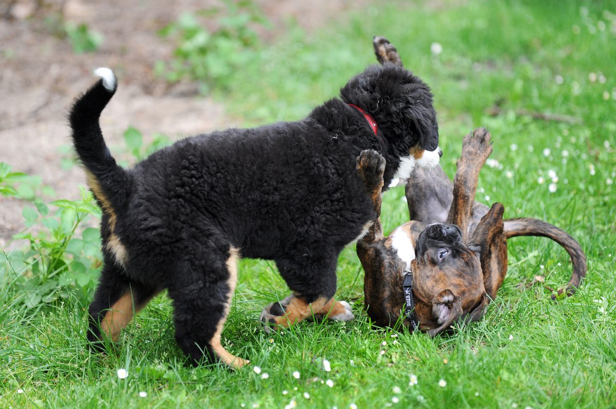 Welpenflut auf der einen, traurige Hunde auf der anderen Seite. So will die PETA Tierheimhunde retten.