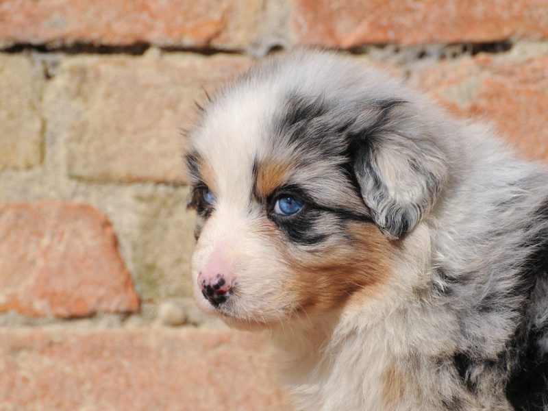 Hund