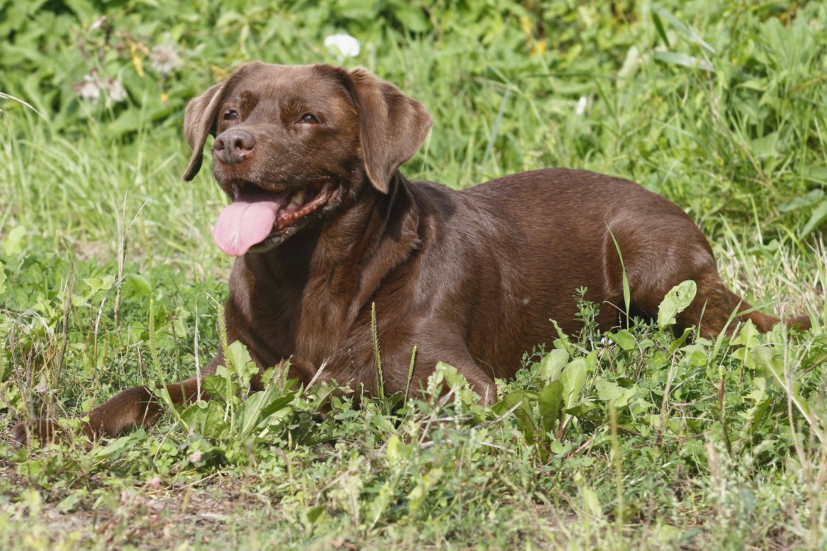 Hunde in Dortmund