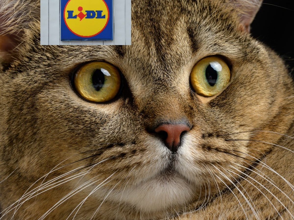 Lidl in NRW: Katze mitten im Discounter ausgesetzt