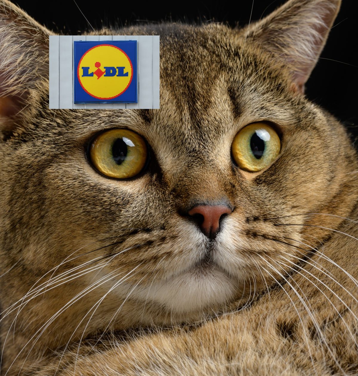 Lidl in NRW: Katze mitten im Discounter ausgesetzt