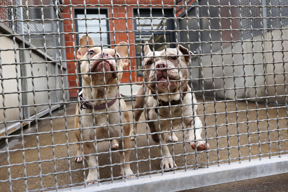 Hunde im Tierheim Essen