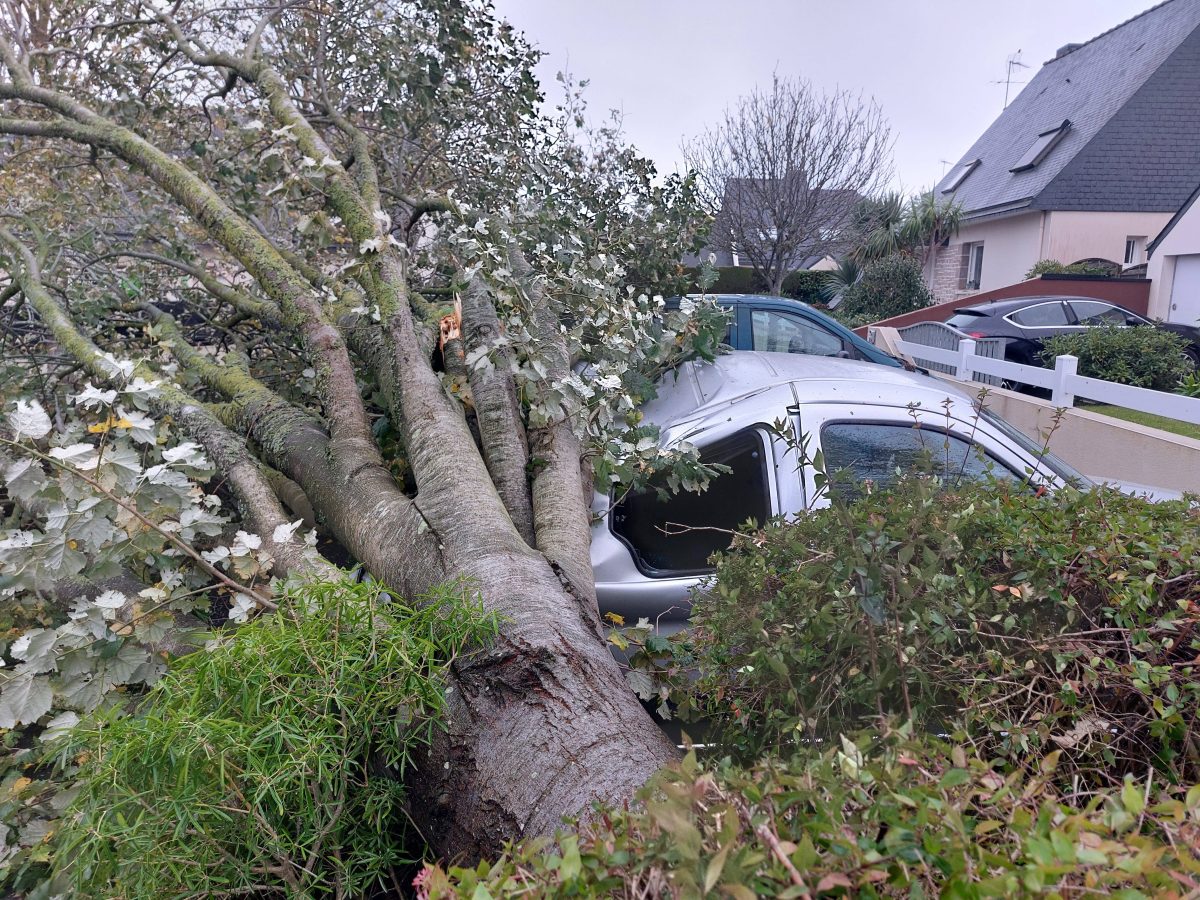 Baum auf Auto gefallen