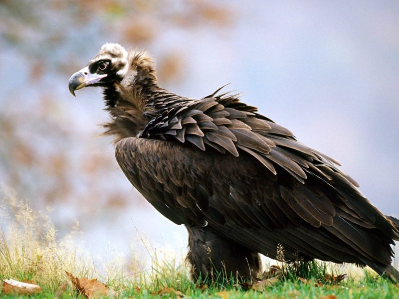 Bochum Tierpark