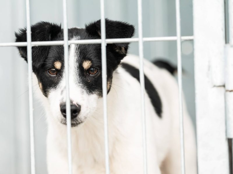 Hunde-Welpe