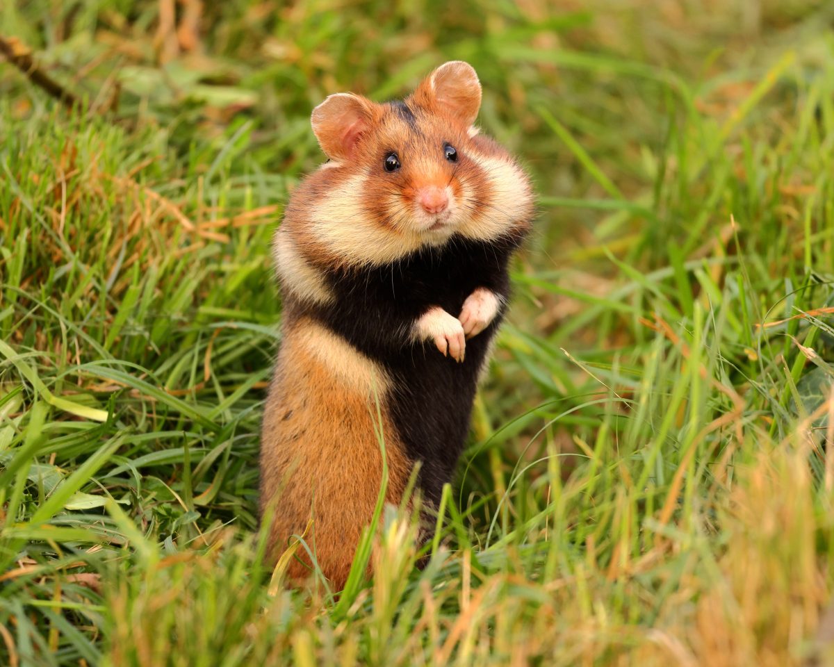 Der Zoom Zoo Gelsenkirchen hat süßen Feldhamster-Zuwachs bekommen. (Symbolfoto)