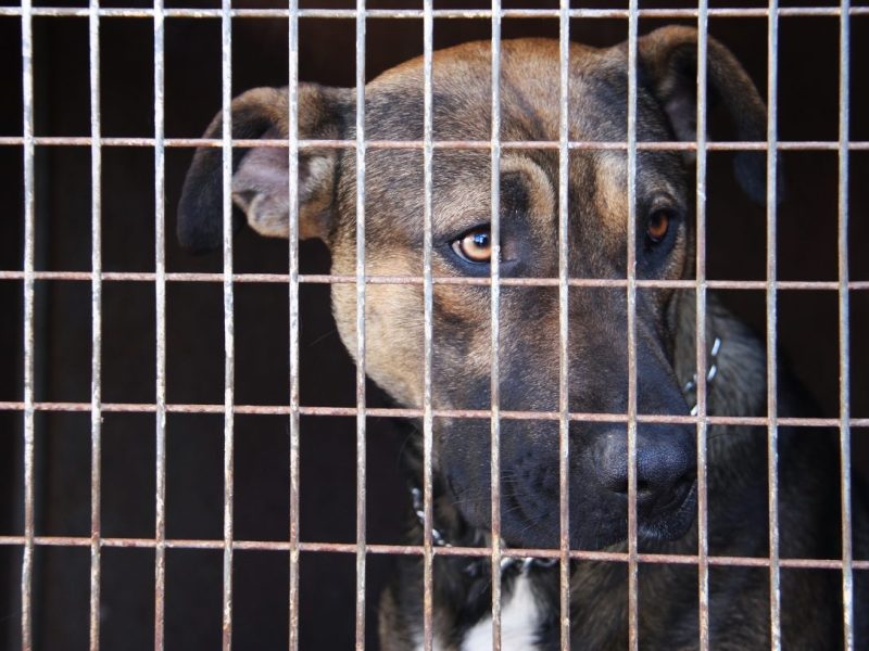 Ein Tierheim in NRW warnt vor einem Hund.