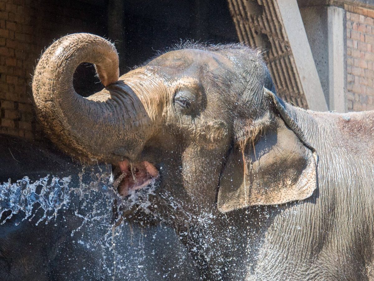Ein Elefant wird mit Wasser abgespritzt im Zoologischen Garten Berlin