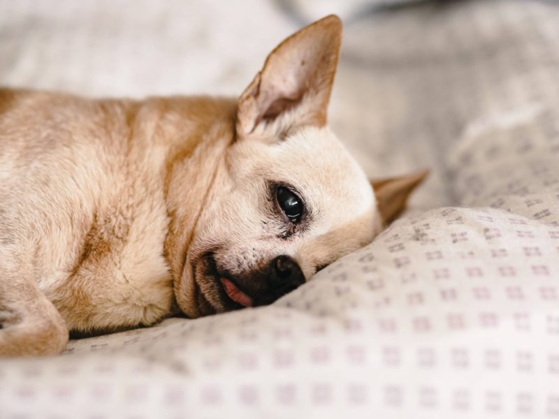 Tierheim Hund NRW