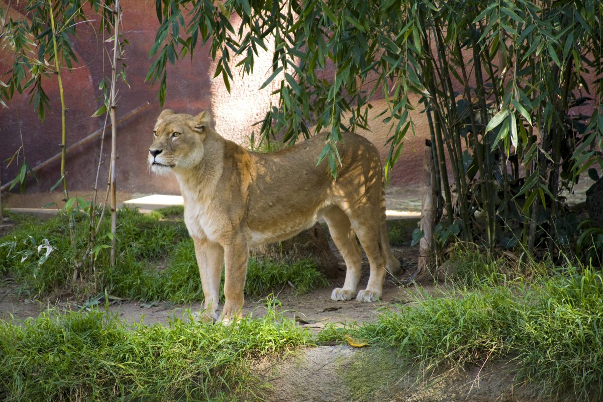 Löwin im Zoo in NRW