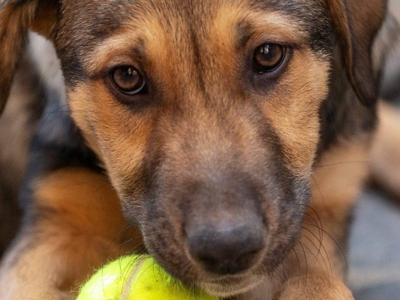 Tierheim in NRW trauert um einen ganz besonderen Langzeitgast namens 