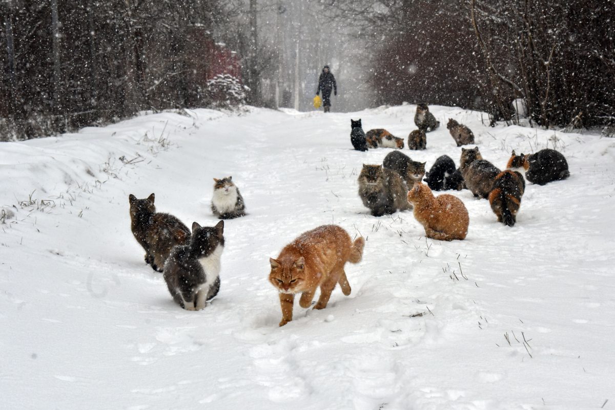 In Ukraine-Krieg kommen jetzt auch Katzen zum Einsatz.