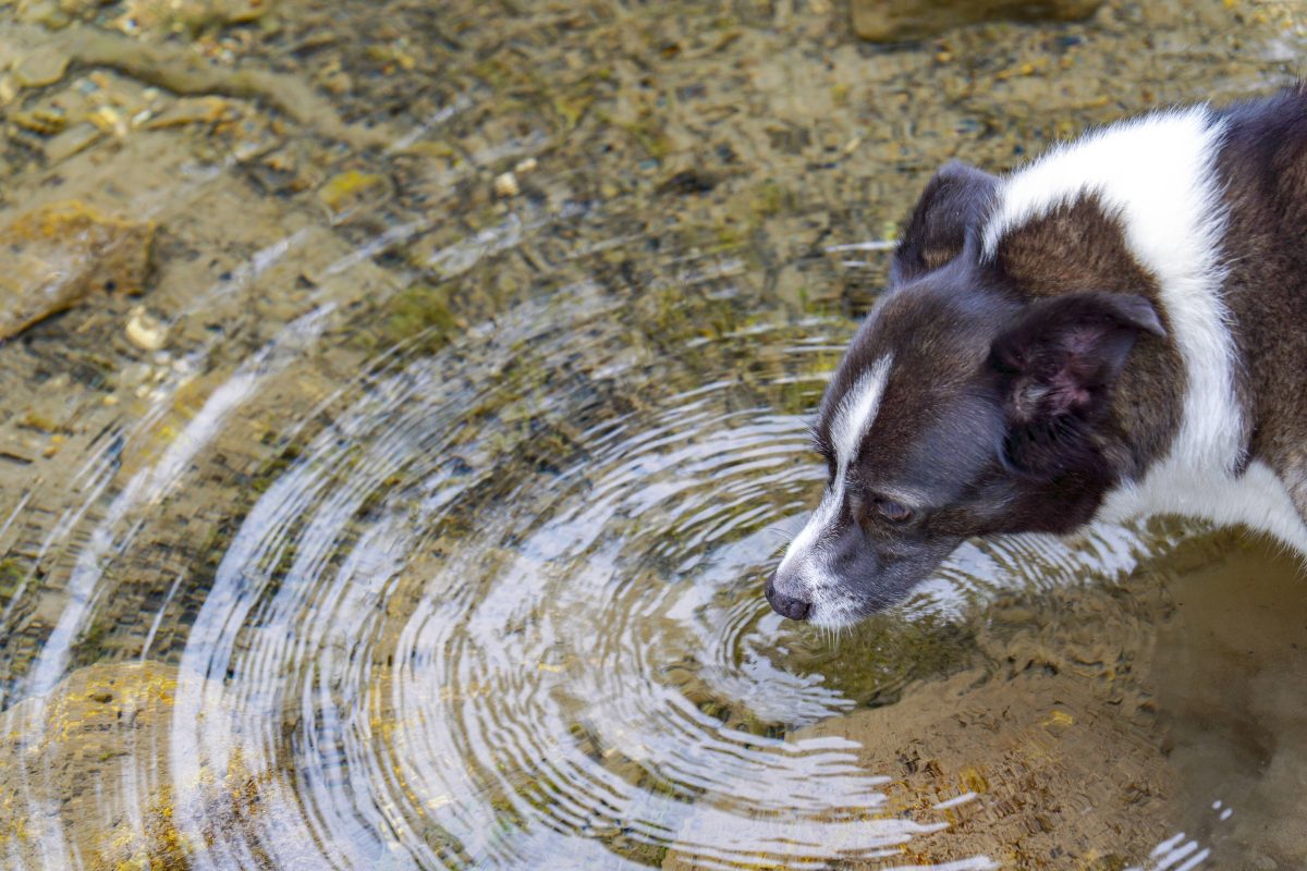 Hund NRW