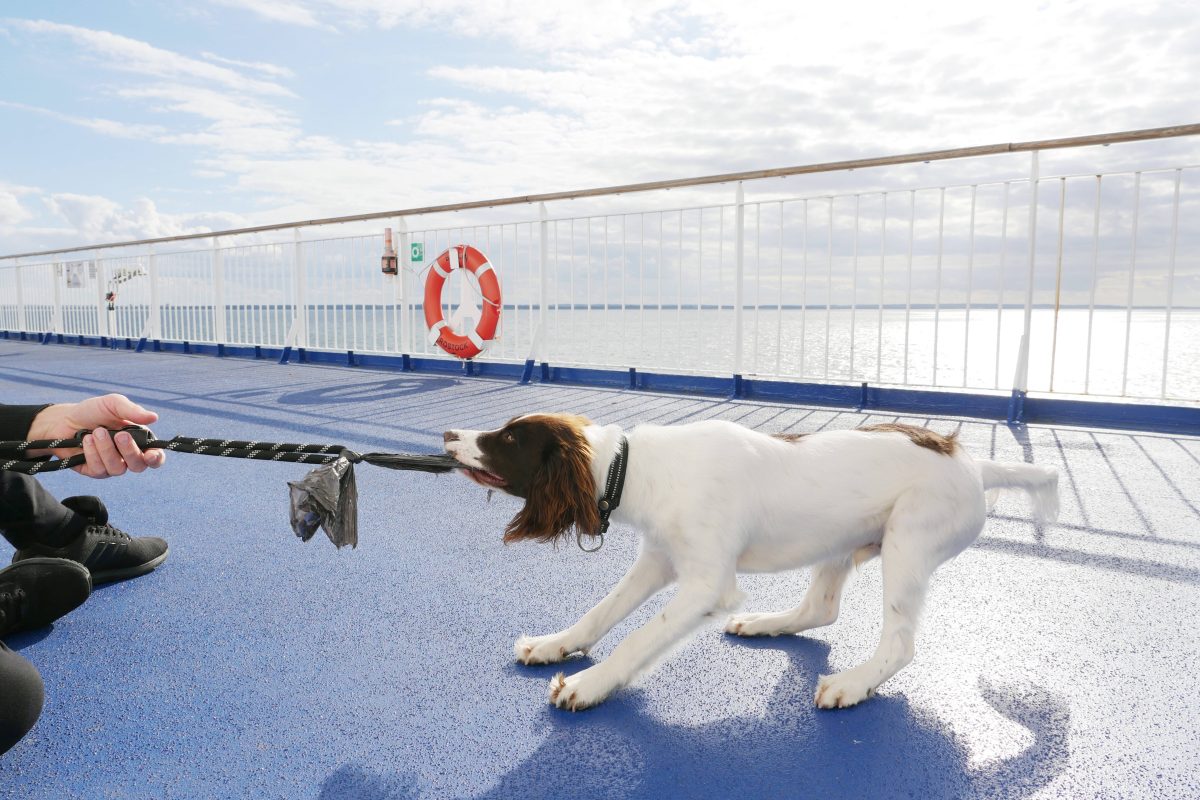 An Deck von einem Schiff sieht man den Arm von einer Person, welche Tauziehen mit einem Hund spielt. Der Hund ist weiß und hat braune Ohren. Der Boden des Decks ist blau und im Hintergrund hängt ein orangener Rettungsring an der Reling.
