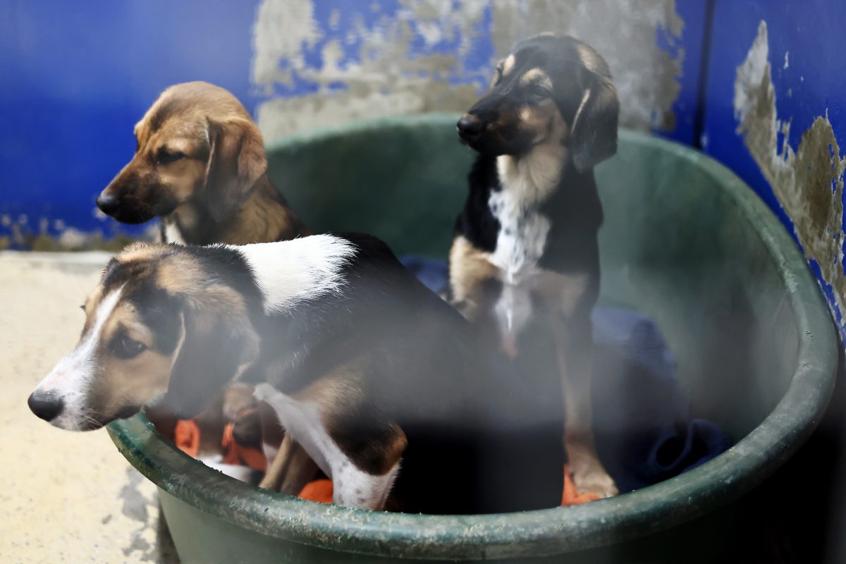 Tierheim in Moers vermittelt Hundewelpen
