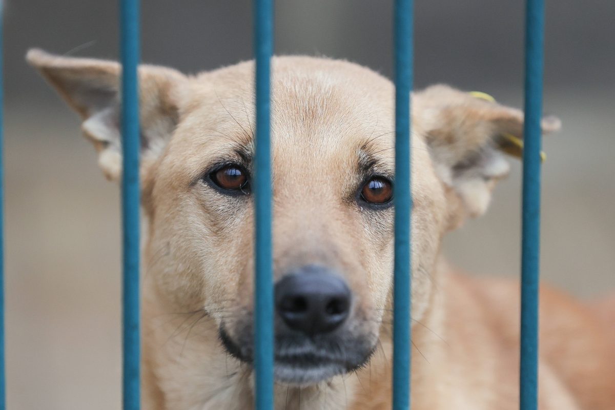 Tierheim in NRW: Viele Hunde sind aktuell in Panik (Symbolbild).