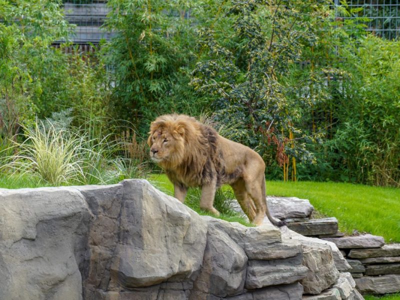 Zoo Köln Löwen