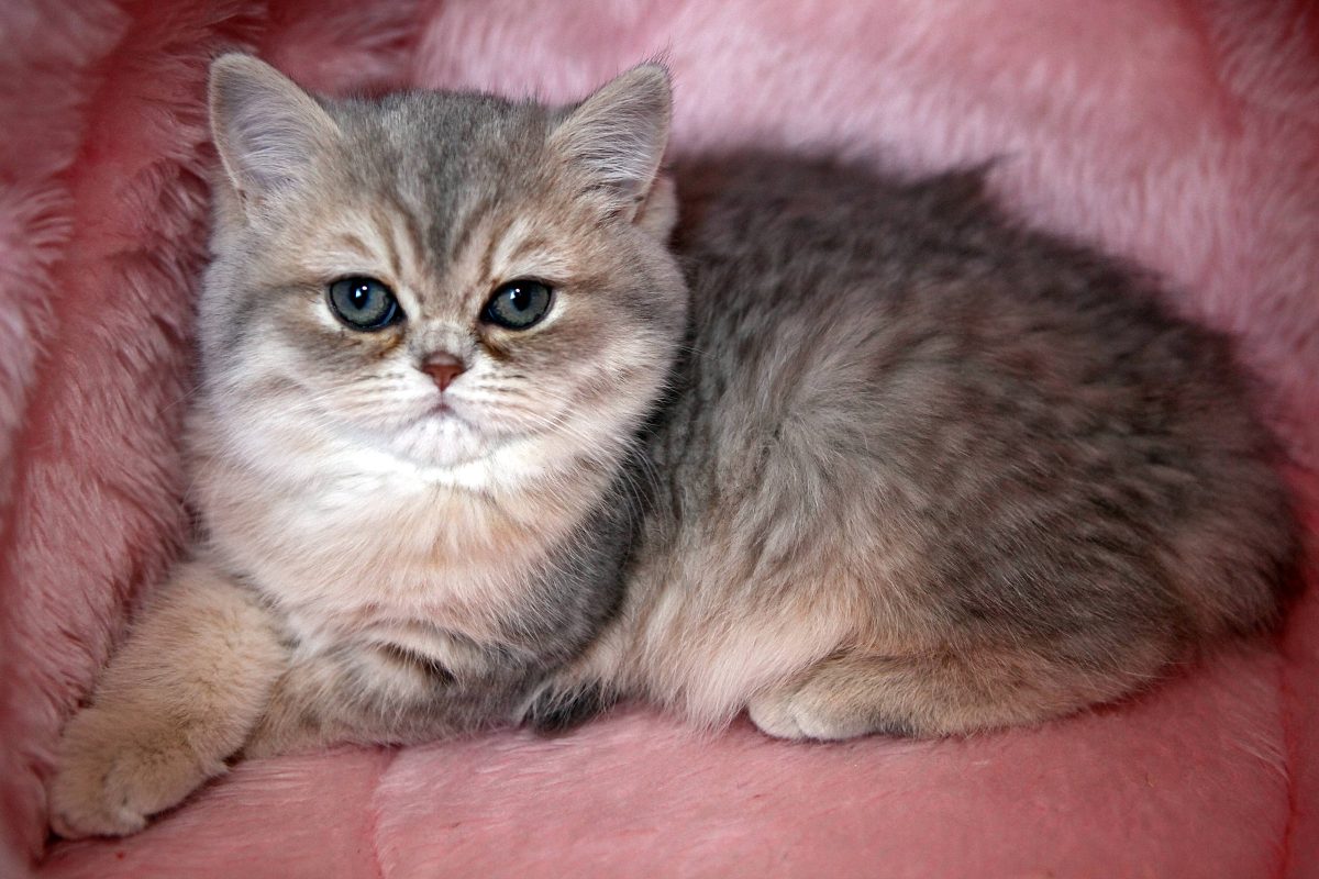 Eine Perser-Katze in NRW sucht ein neues Zuhause. (Symbolfoto)