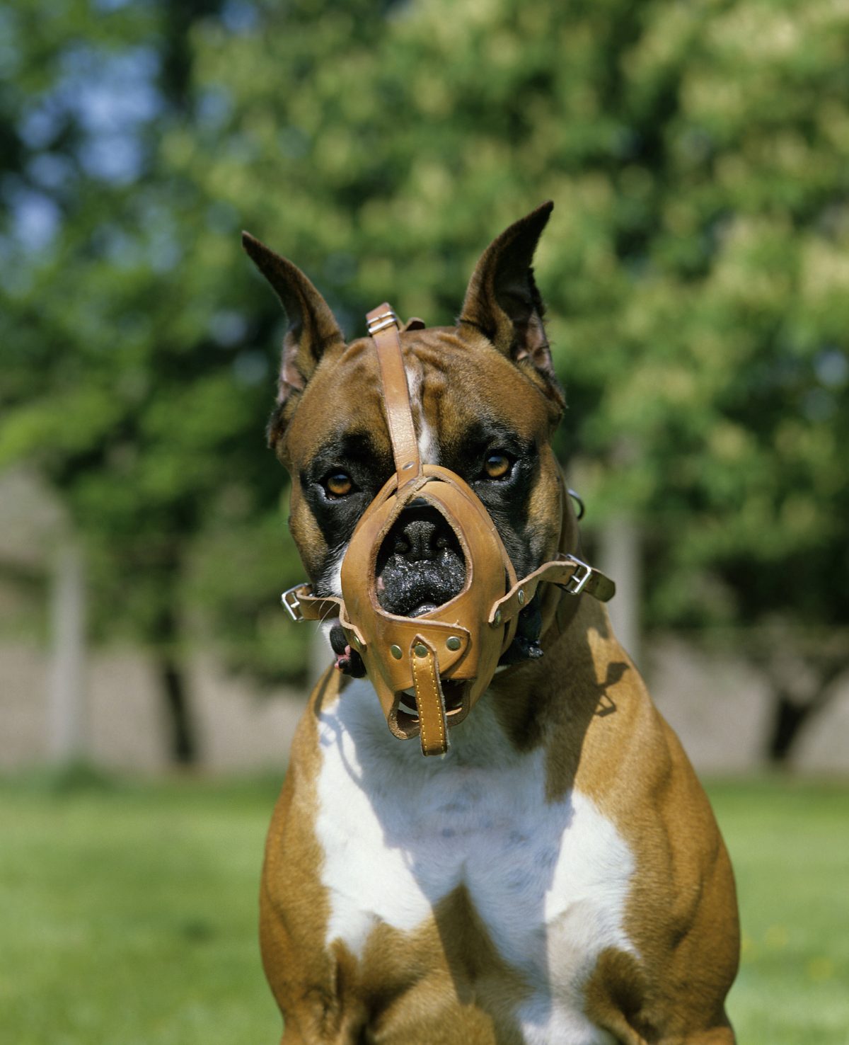 Hund in Essen greift Baby an und beißt zu. (Symbolbild)