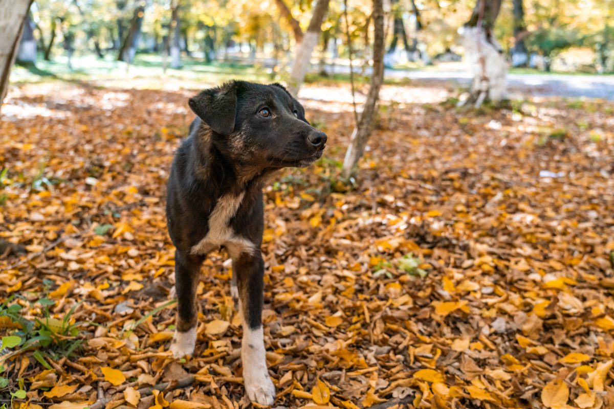 Dieser Hund in NRW musste in seinem Leben bereits Schlimmes erleiden.