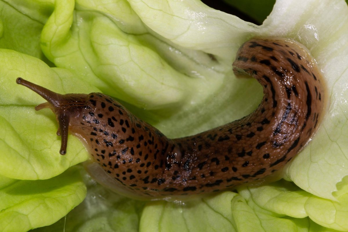 Welches Hausmittel hilft gegen Schnecken im Salat?