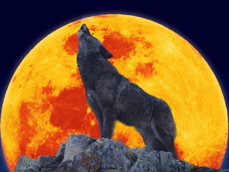 Horoskop Wolfsmond