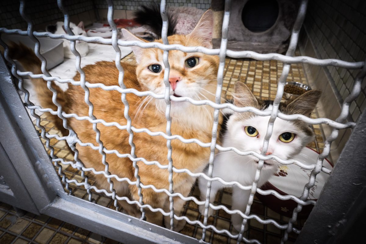 Tierheim Duisburg muss den Verlust von 13 Katzen hinnehmen.