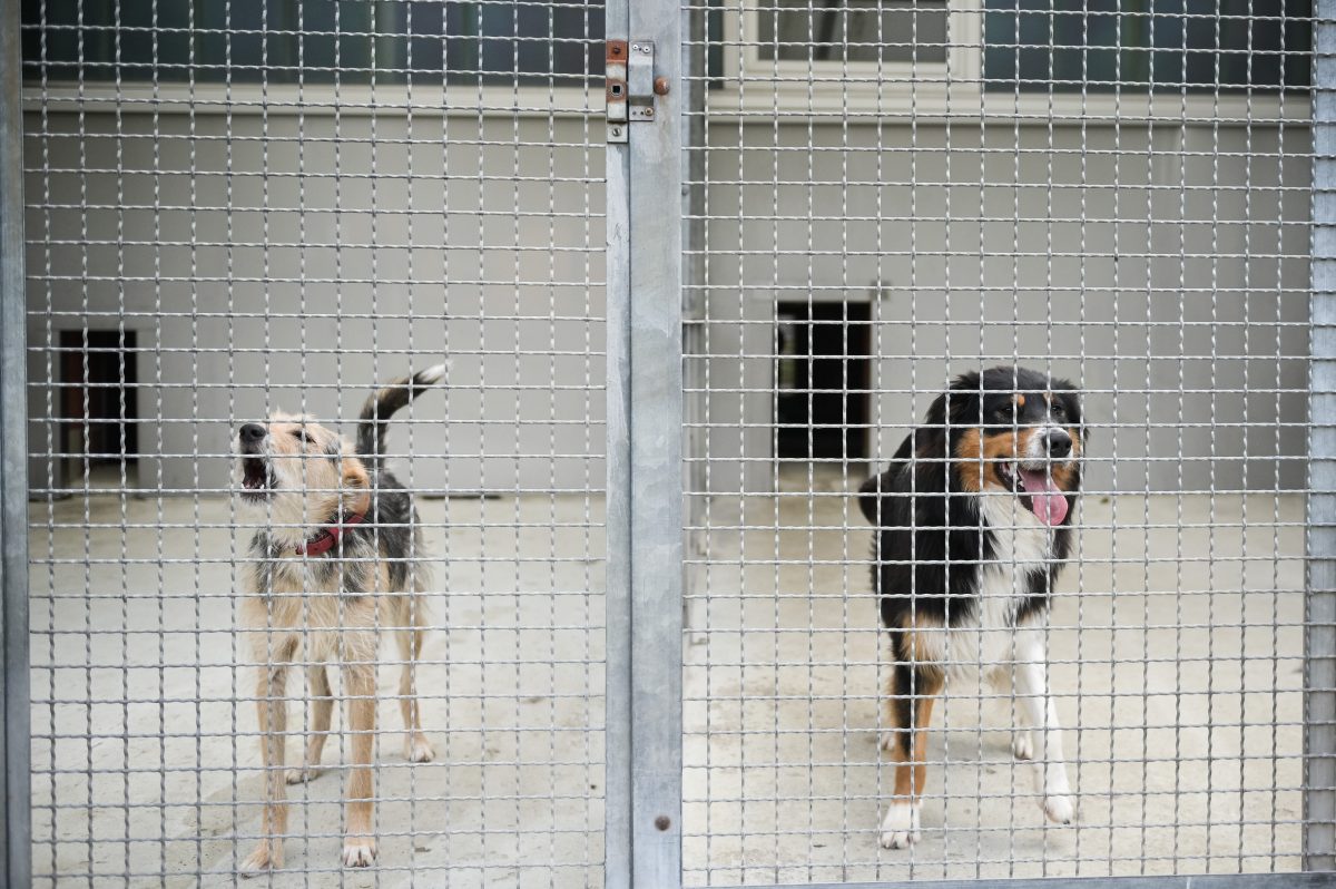 Das Tierheim Bochum hat einen rührenden Brief bekommen.