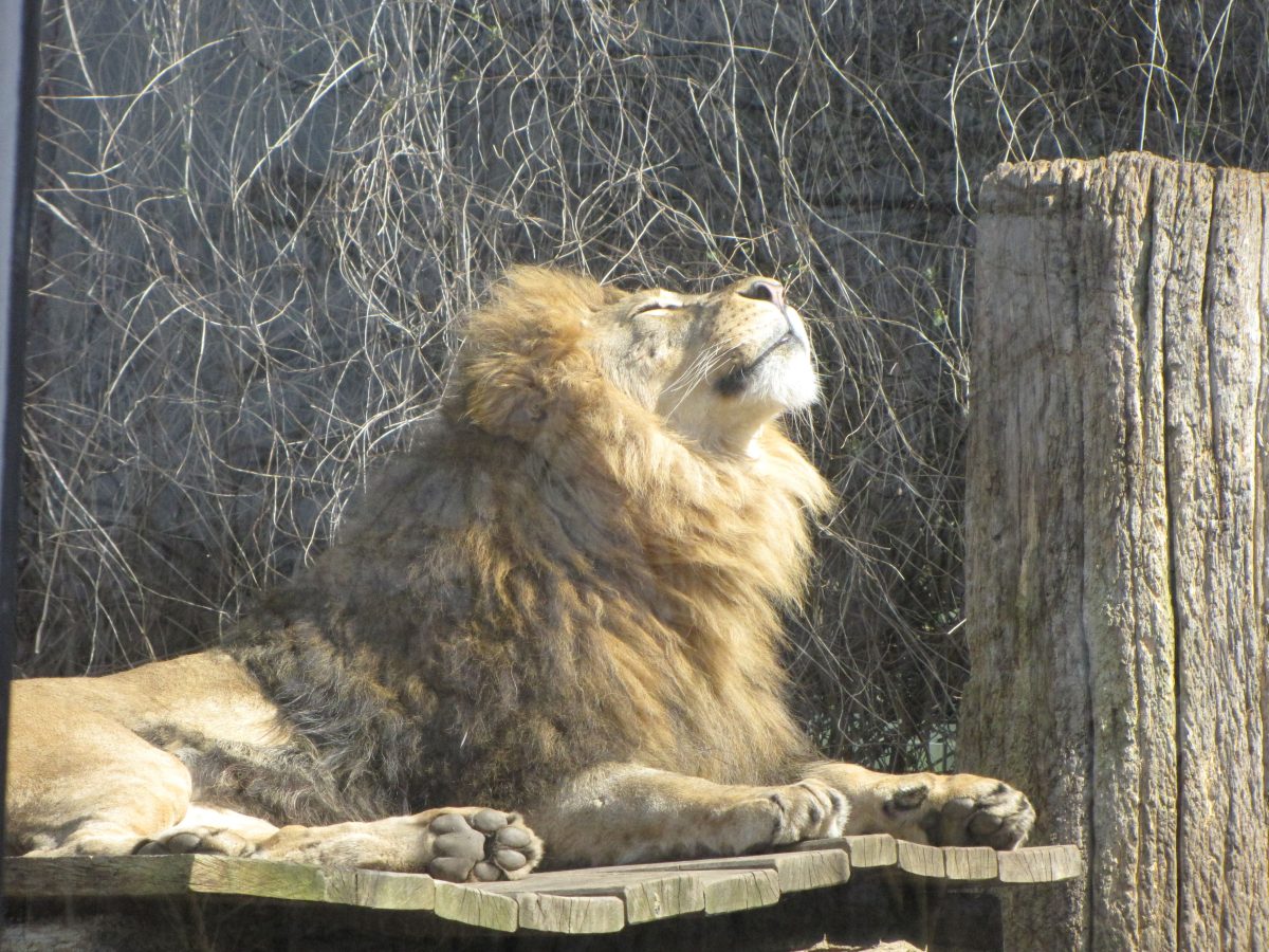 Zoo Dortmund: Baustellen-Chaos und Preiserhöhung