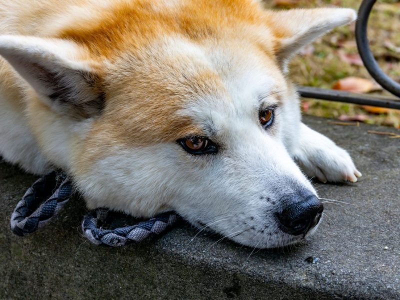 Hund in NRW
