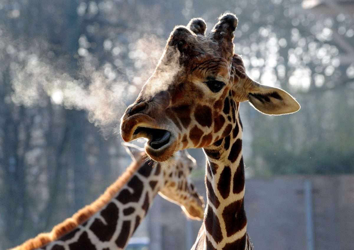 Giraffen