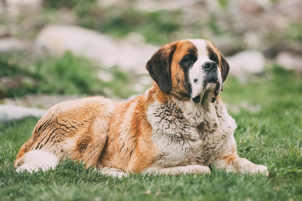 Hund liegt auf Gras.