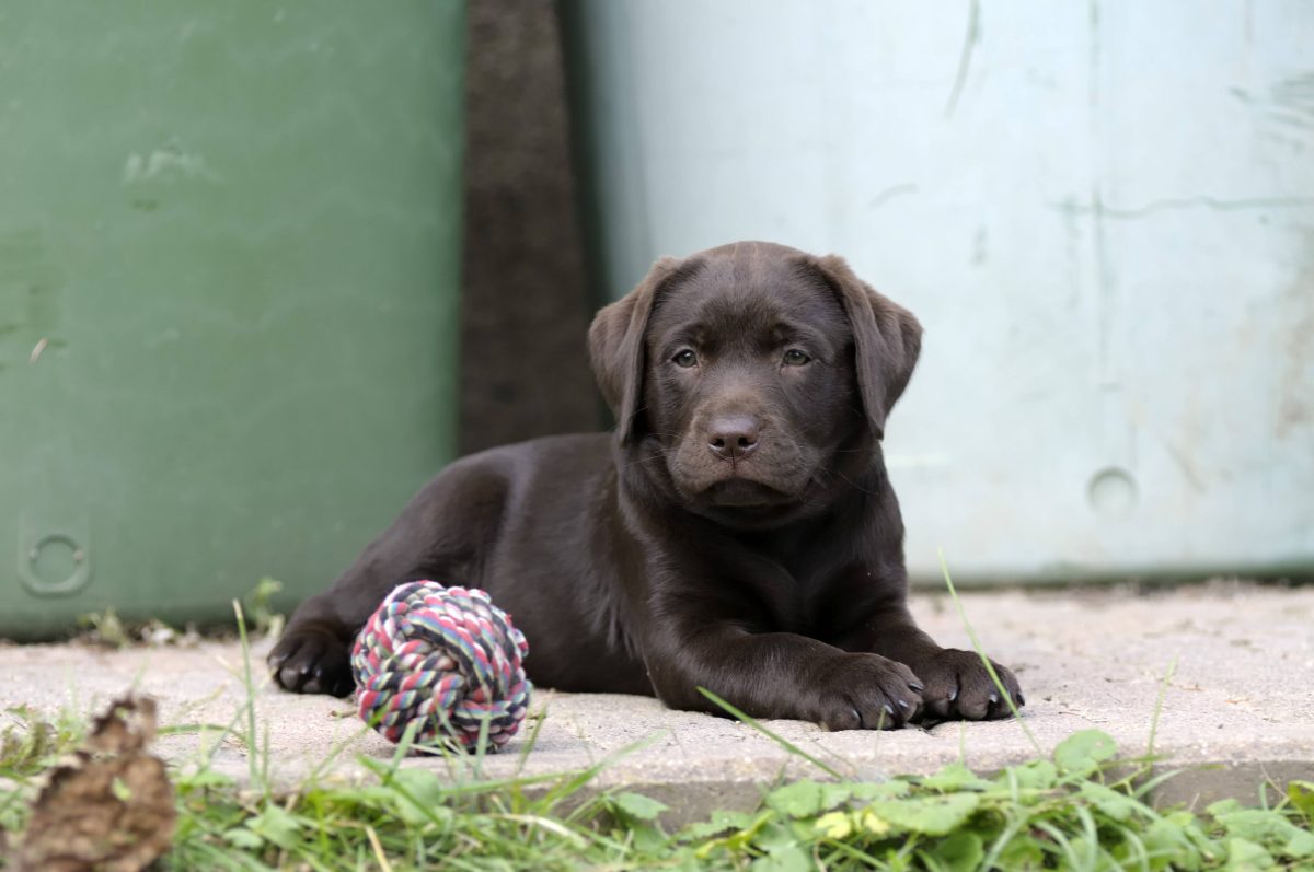 Dieser Hund in NRW hatte keinen einfachen Start.