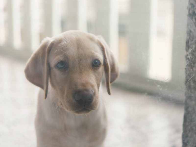 Die Feuerwehr Dortmund wurde zu einem Einsatz gerufen, bei dem sich ein Hund in Not befand.