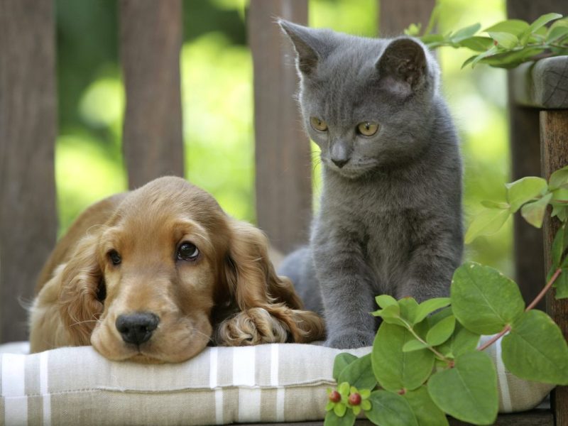 Hund und Katze leiden – DIESE dramatischen Folgen unterschätzen viele Halter