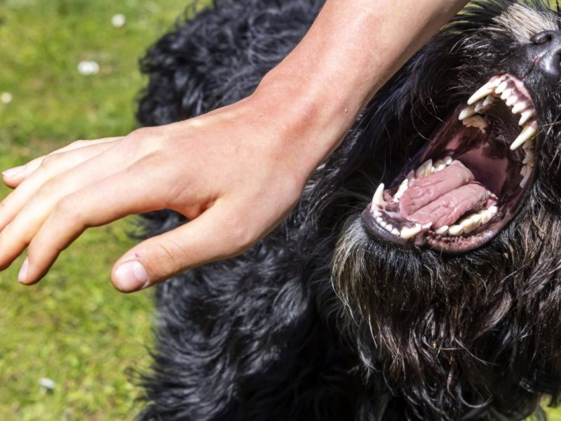 NRW: Heftige Hunde-Attacke – Mann erleidet schwere Verletzungen