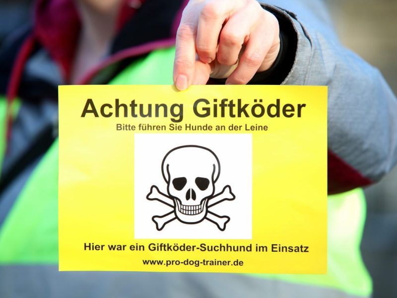 Duisburg: Ungeheurer Verdacht! Hund erleidet Höllen-Qualen – Diagnose von Tierarzt schockiert