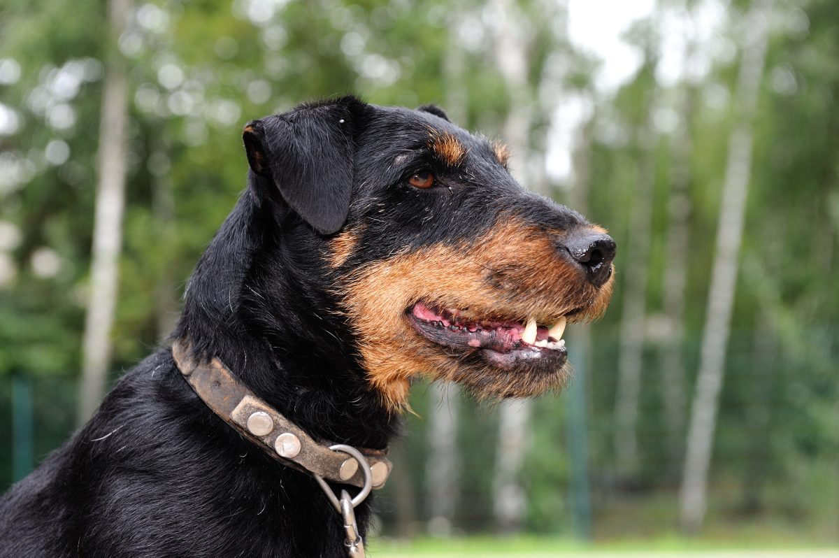 In NRW wurde ein Hund entführt. Dieses Ende kommt überraschend.