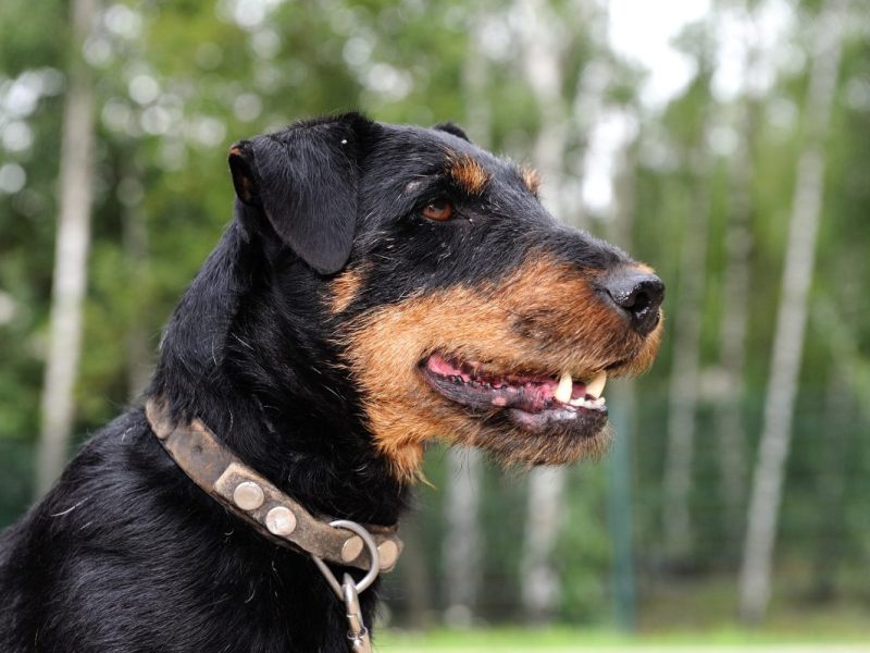 Hund in NRW wird von Kriminellen entführt – doch mit diesem Ende hat niemand gerechnet