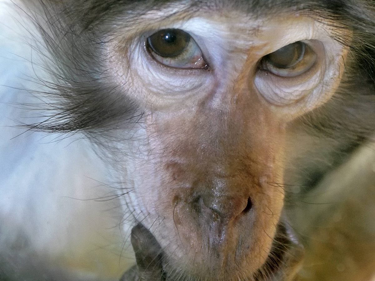 Im Zoo Duisburg herrscht ein Machtkampf zwischen zwei Affen.