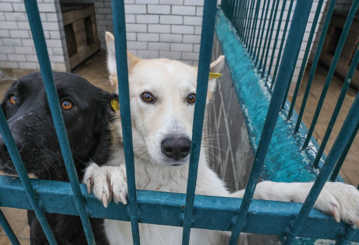 Hund in NRW-Tierheim bekommt neuen Look nach Verwahrlosung