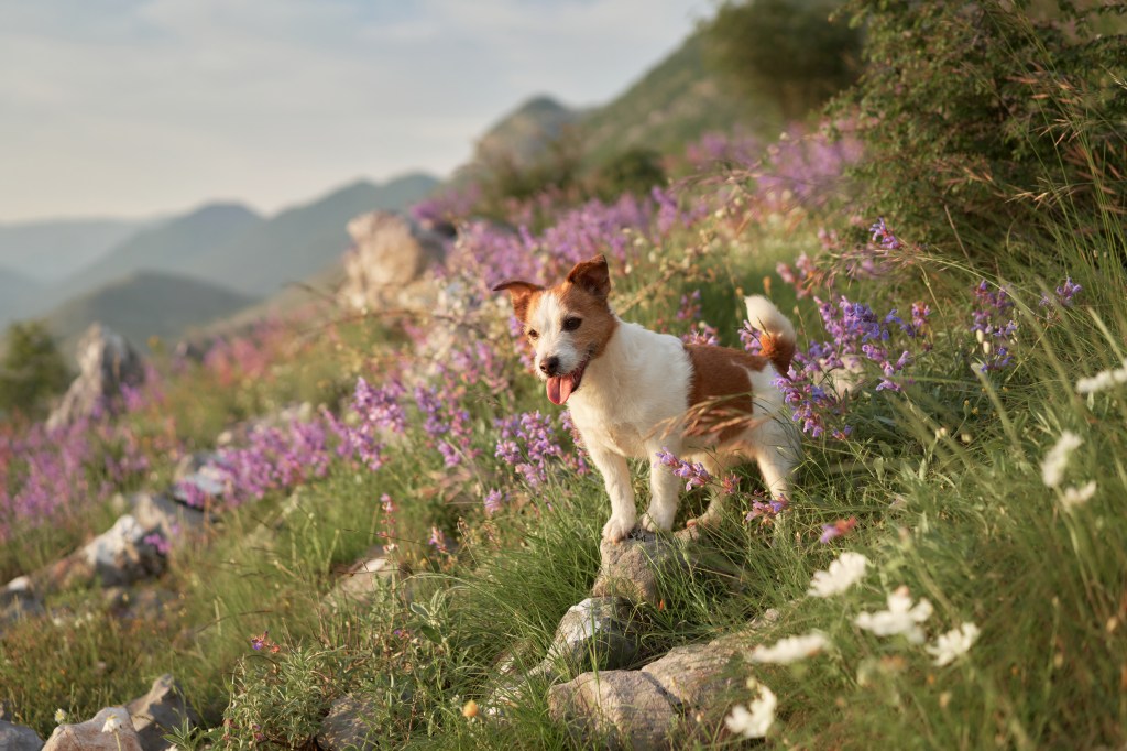 Hund in blumigen Bergen.