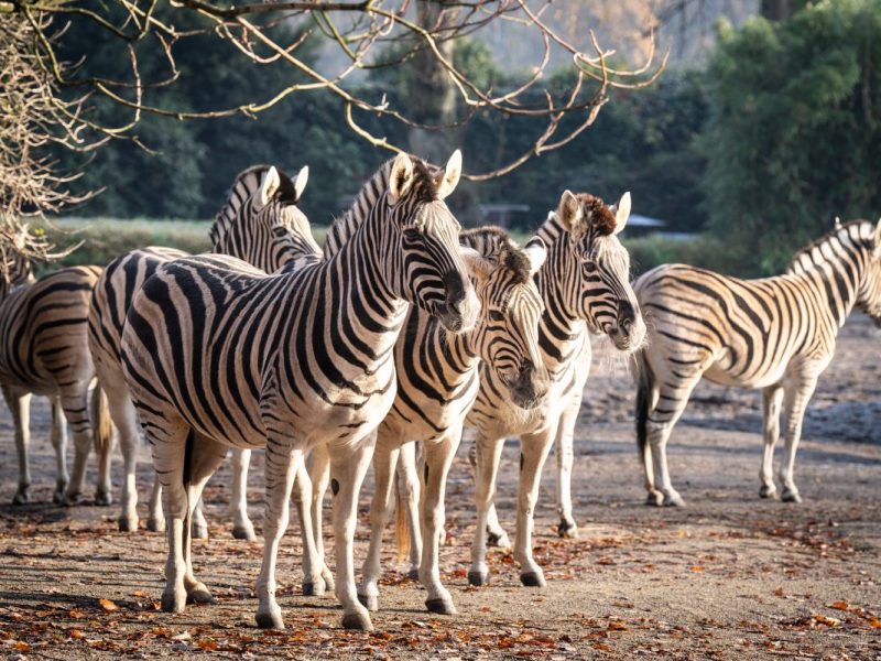 Zoo Duisburg
