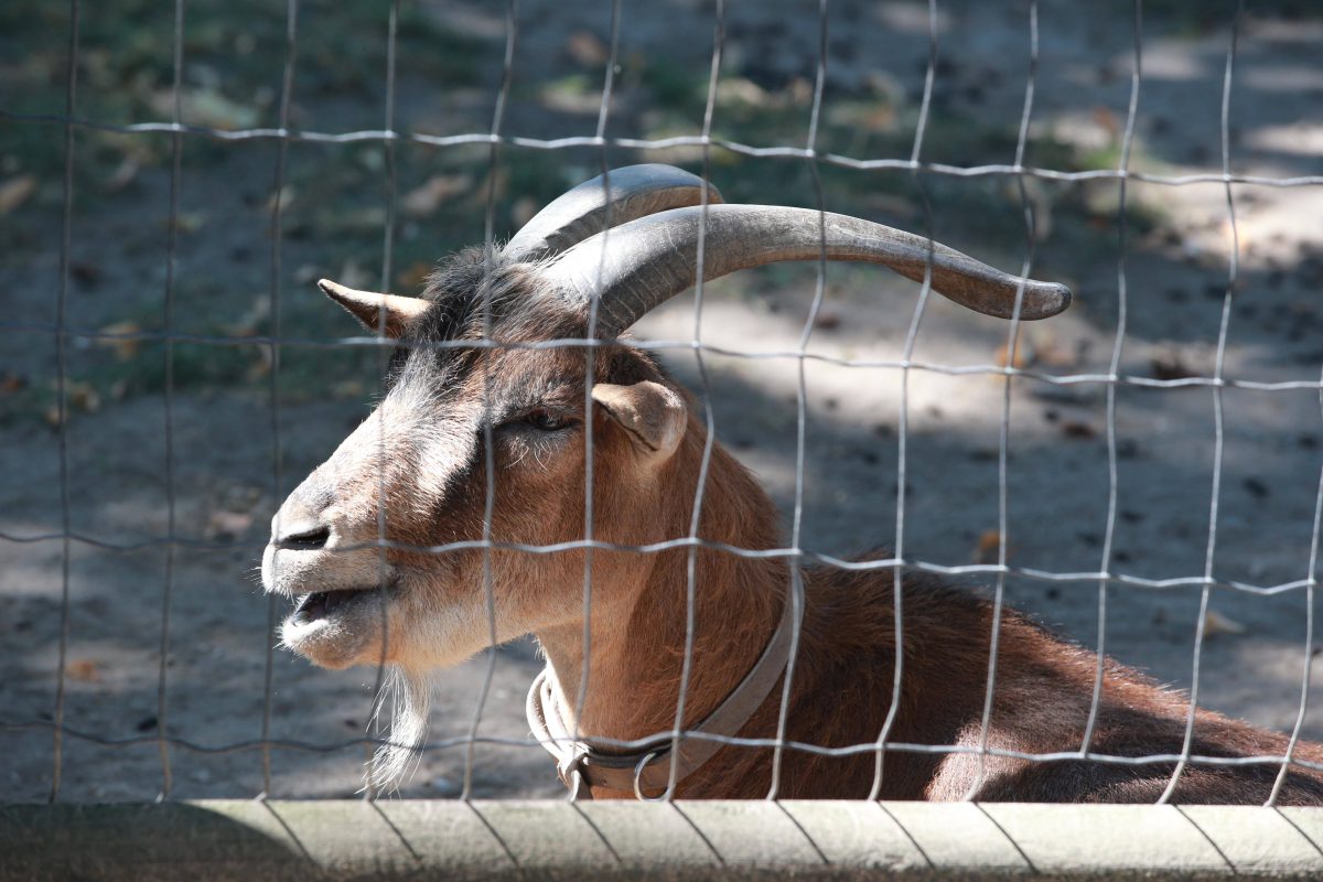 In diesem Zoo in NRW bot sich den Besuchern ein ungewöhnlicher Anblick.