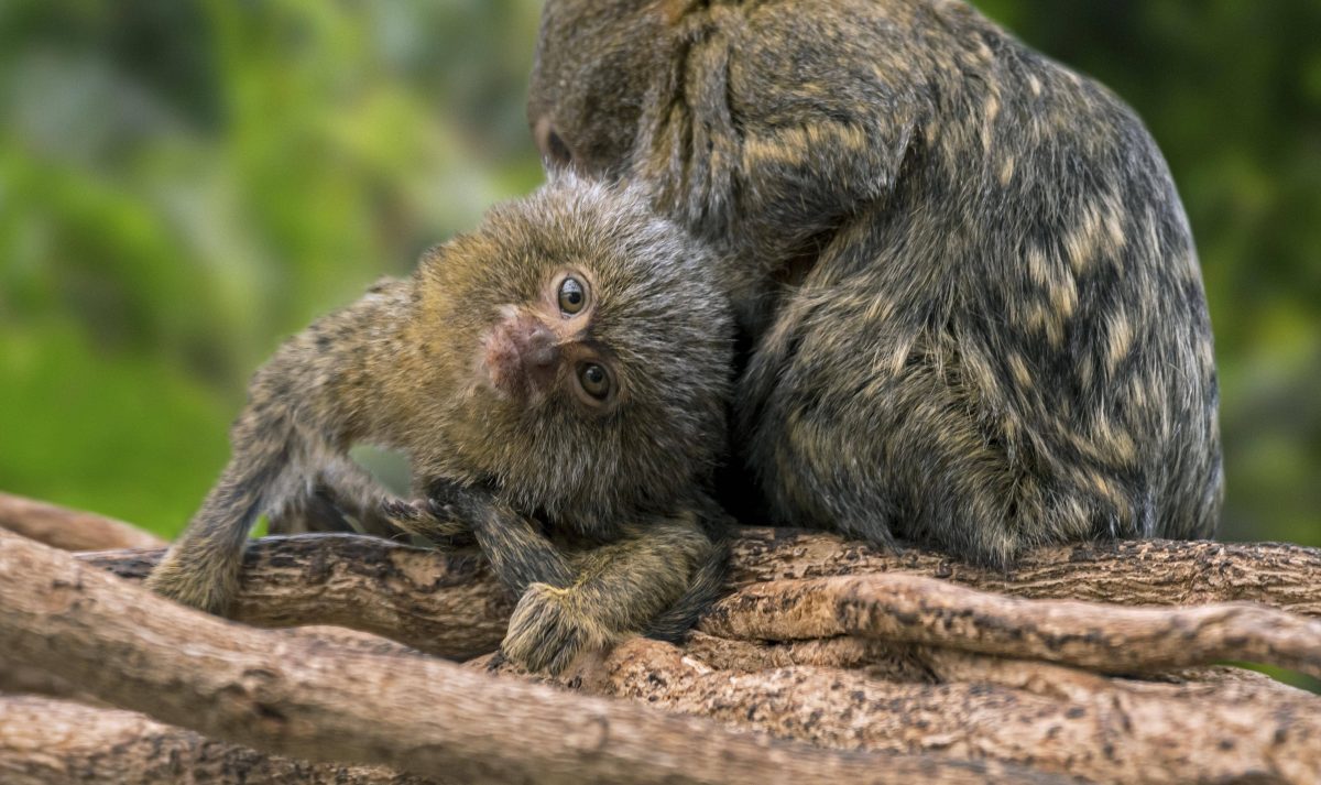 Zoo Dortmund: Hier herrschen unglaubliche Zustände.