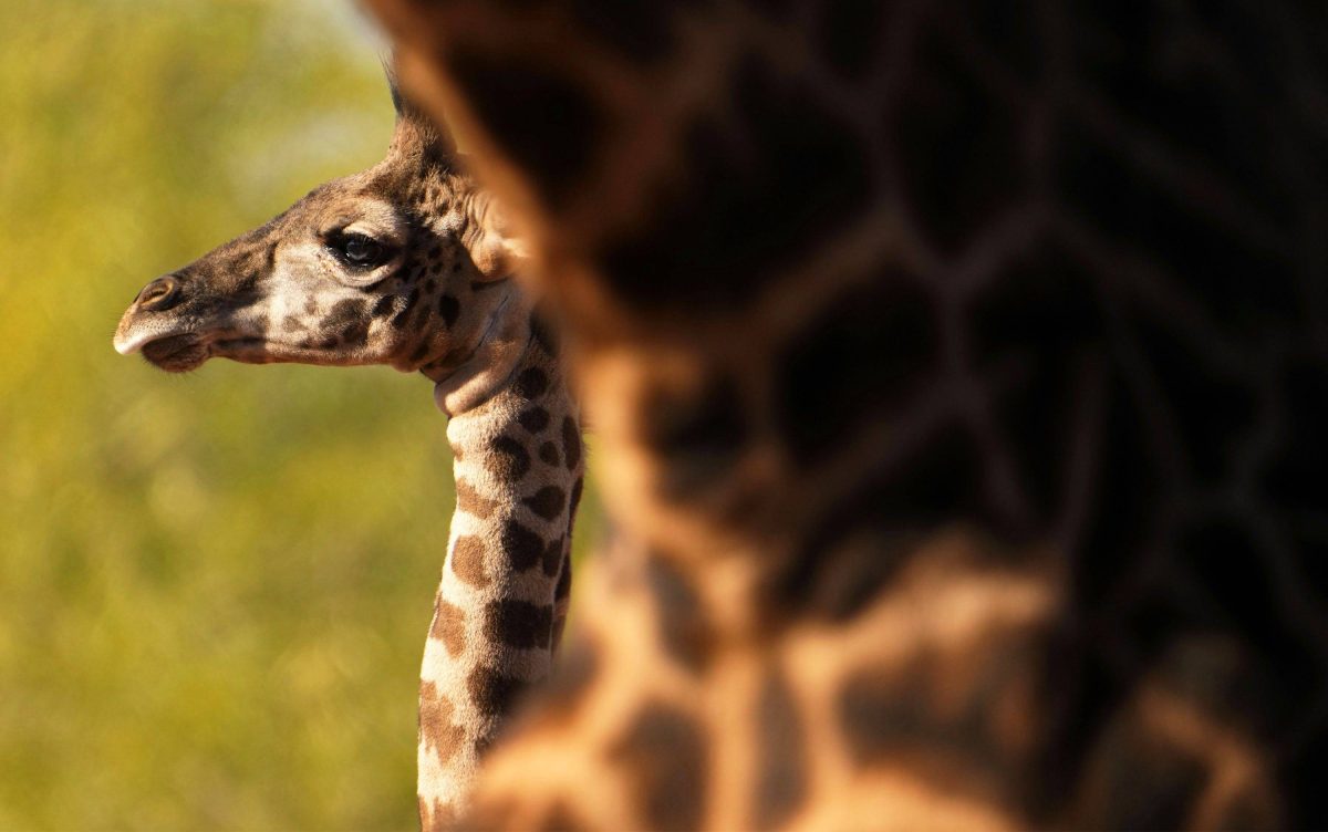 Ein Zoo in NRW verkündet eine große Nachricht, bei der die Besucher ausflippen.