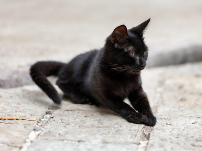 Katze in oberhausen